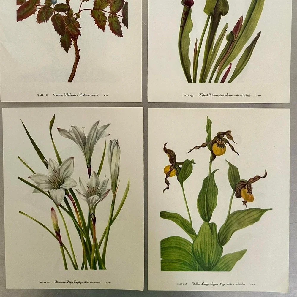 Ephemera Pack of Vintage Pages of Beautiful Botanical Prints of Flowers & Plants
